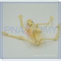ПНТ-0107 45см мин модель скелета анатомический медицинский модель